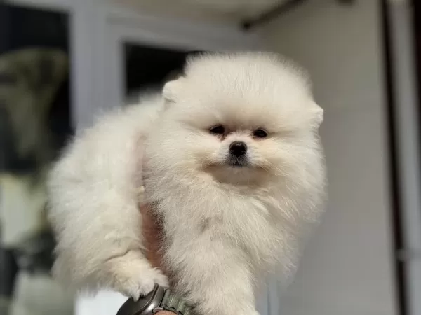 Petmode Köpek Çiftliğinden Tea Cup Pomeranian