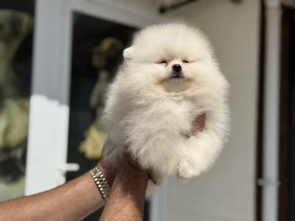 Petmode Köpek Çiftliğinden Tea Cup Pomeranian