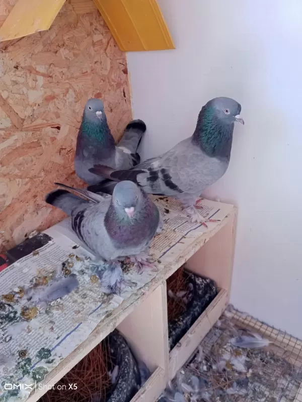 Uygun Fiyat Toplu Güvercin