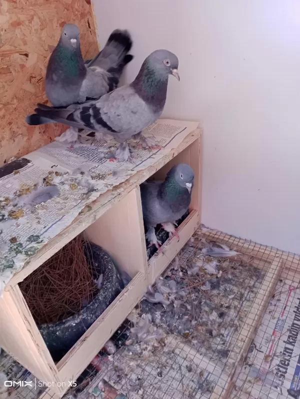 Uygun Fiyat Toplu Güvercin