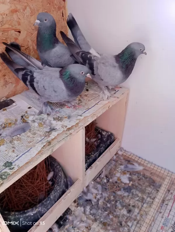 Uygun Fiyat Toplu Güvercin
