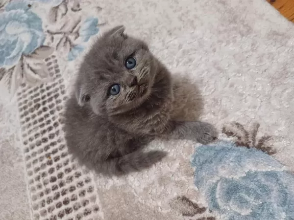 Scottish Fold Minnoşum