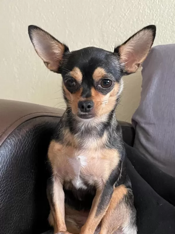 Chihuahua Köpeğimiz Kukiye Acil Yuva