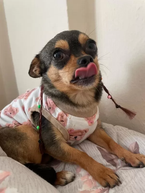 Chihuahua Köpeğimiz Kukiye Acil Yuva