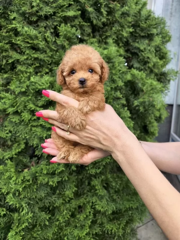 Harika Kore Aşılı Maltipoo