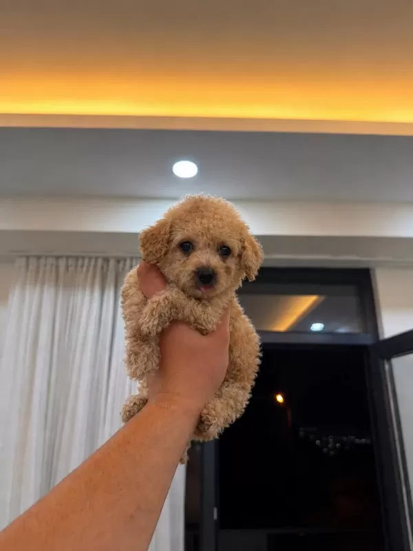 Toypoodle Kilo Garantili