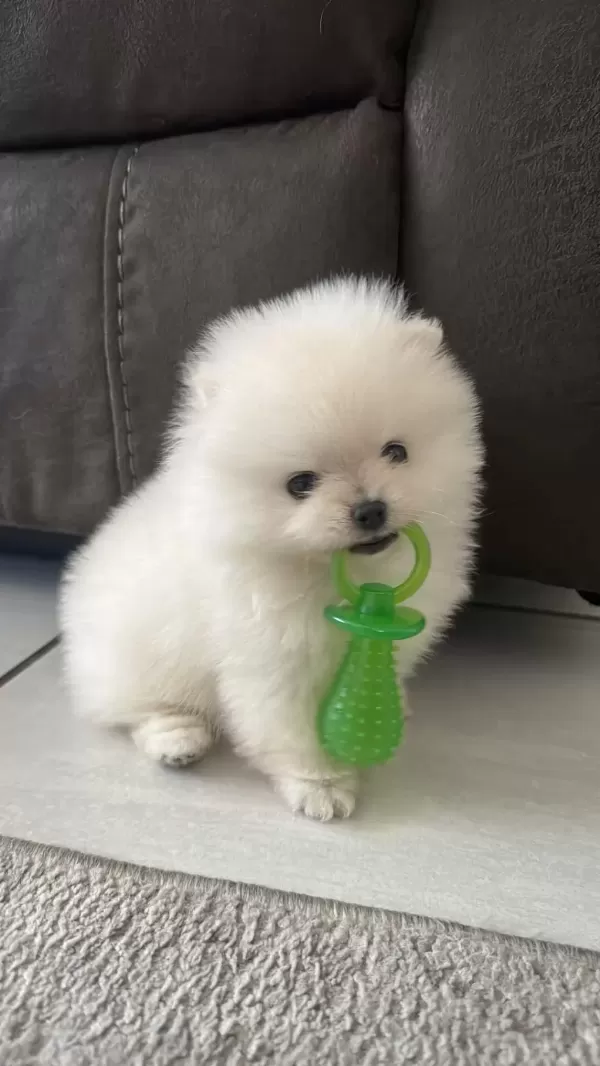 Pomeranian Boo Teddy