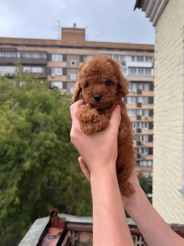 Toy Poodle Yavru Köpekler