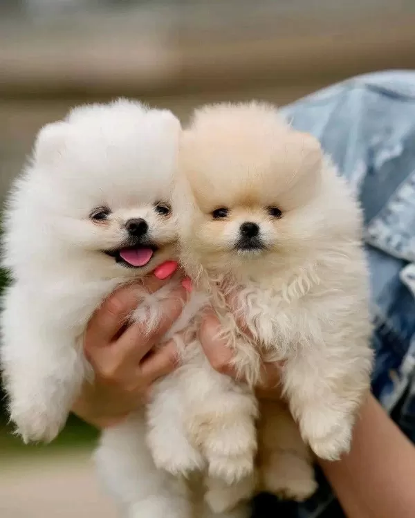 Pomeranian Boo Yavru Köpeklerimiz