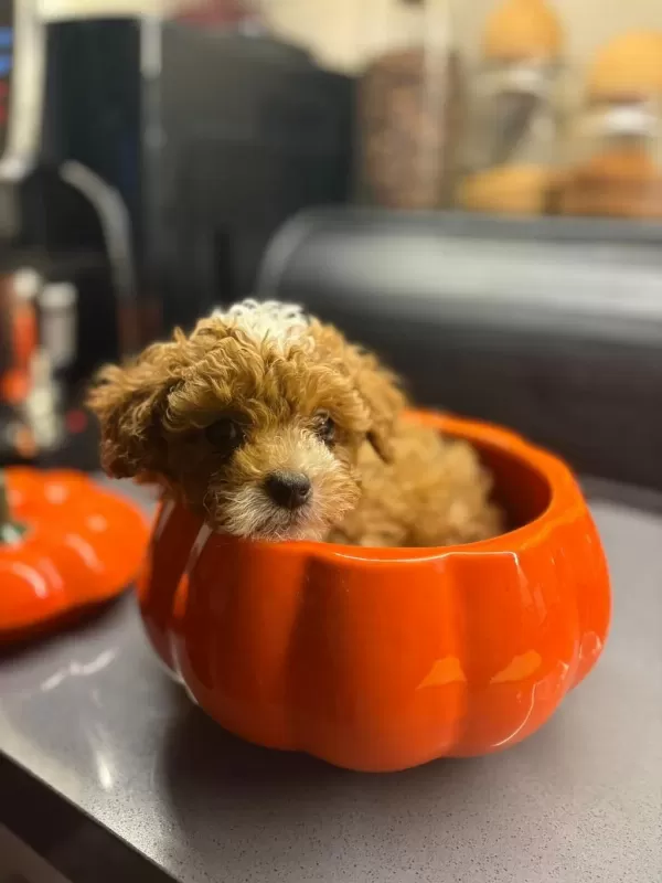 Ev Doğumlu Can Dostlar Maltipoo Yavrular