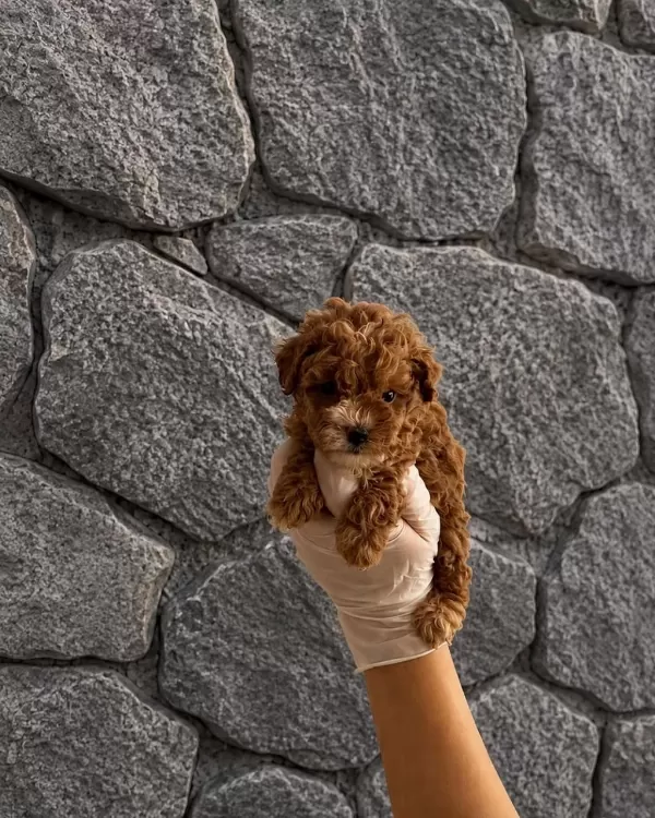 Maltipoo Yavrularım Orijinal