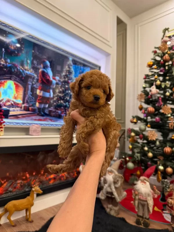 İrk Garantili Poodle Bebekler