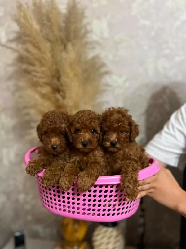 İrk Garantili Poodle Bebekler