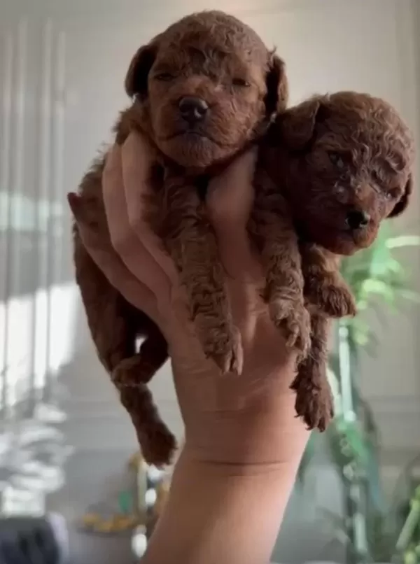İrk Garantili Poodle Bebekler