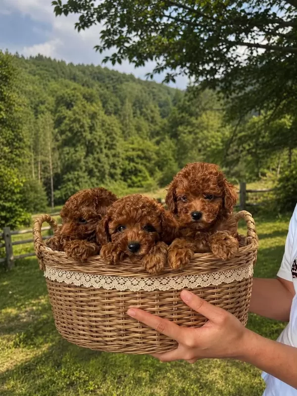 İrk Garantili Poodle Bebekler