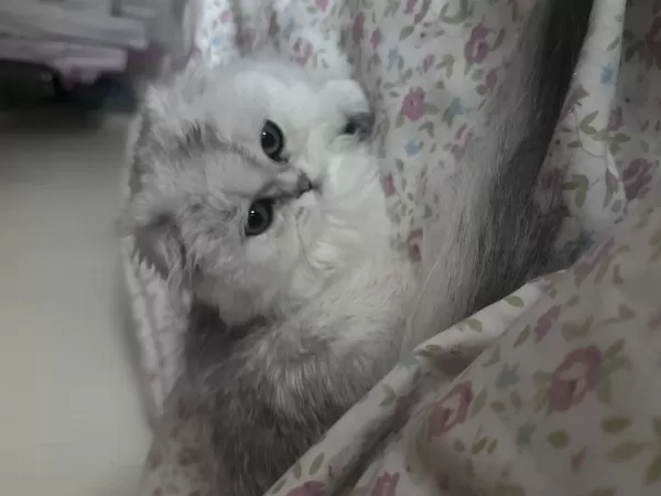 Scottish Fold Longhair Silver Shaded