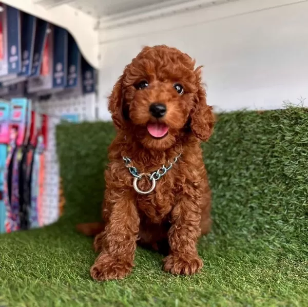 Sevimli Toy Poodle Yavrularımız