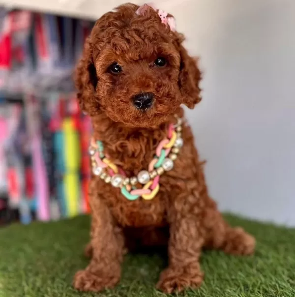 Sevimli Toy Poodle Yavrularımız