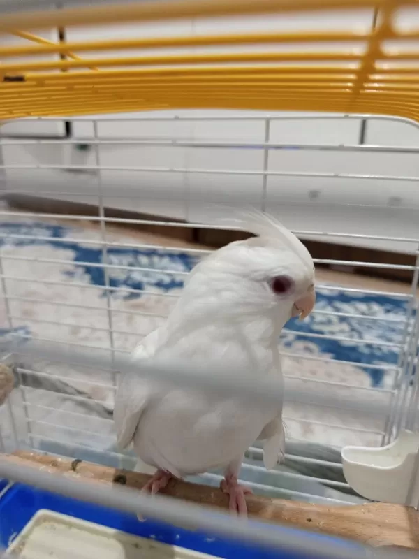 Yavru Albino Sultan Papağanı Dişi Uygun Fiyatlı