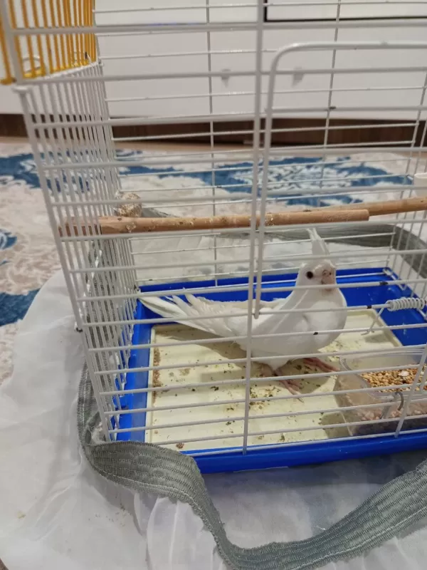 Yavru Albino Sultan Papağanı Dişi Uygun Fiyatlı