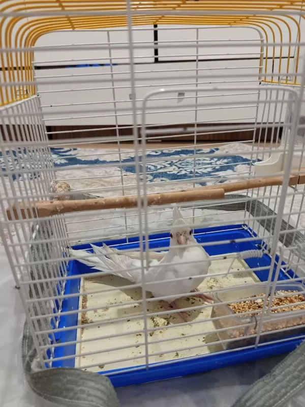 Yavru Albino Sultan Papağanı Dişi Uygun Fiyatlı