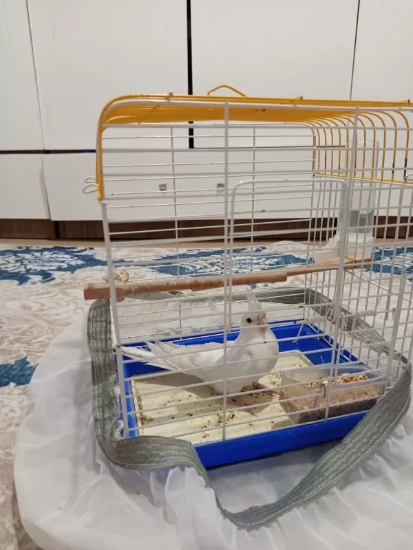 Yavru Albino Sultan Papağanı Dişi Uygun Fiyatlı