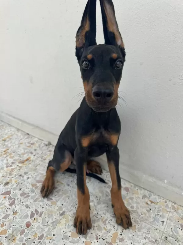 Üst Kalite Aşılı Doberman Yavrumuz