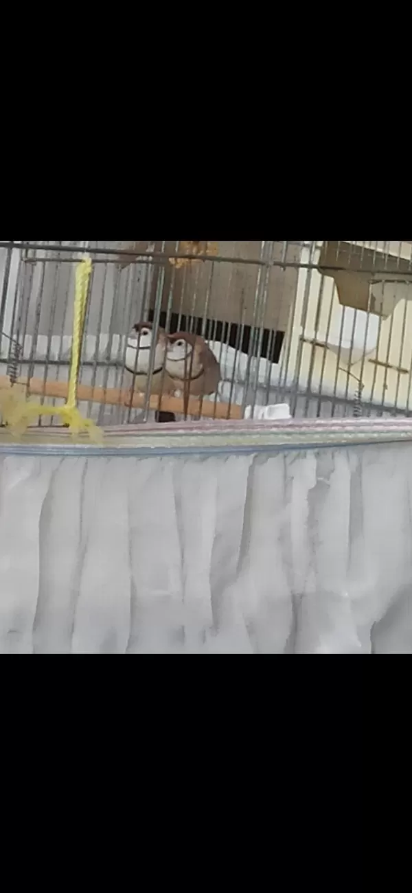 Harika Baykuş İspinozu