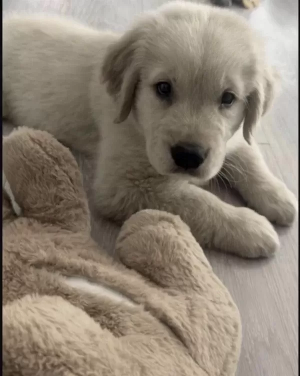 Golden Retriever Köpekleri