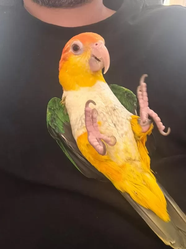 Evcil Portakal Kafa Caique
