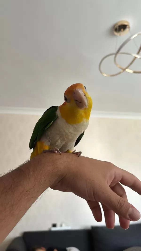Evcil Portakal Kafa Caique