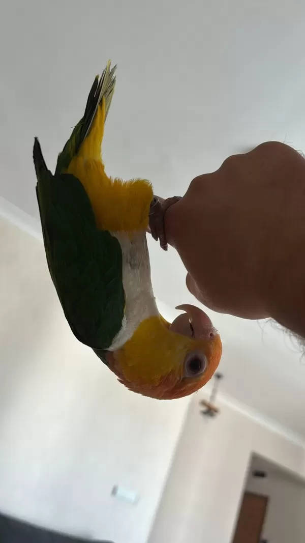 Evcil Portakal Kafa Caique