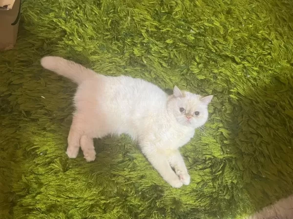 Mavi Gözlü İran Kedisi