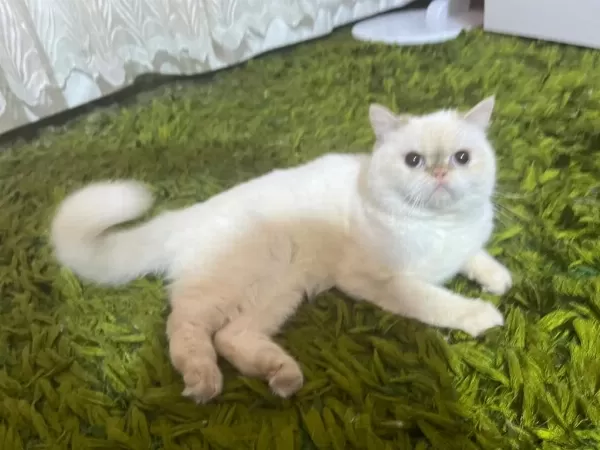 Mavi Gözlü İran Kedisi