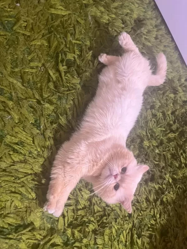 Mavi Gözlü İran Kedisi