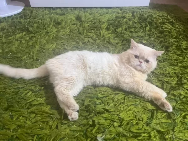 Mavi Gözlü İran Kedisi