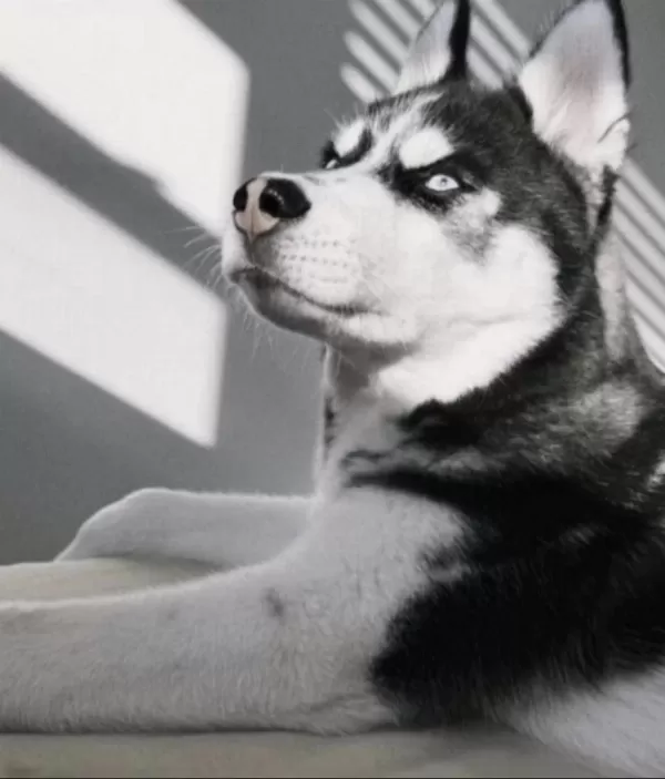 Sibirya Kurdu Köpeği