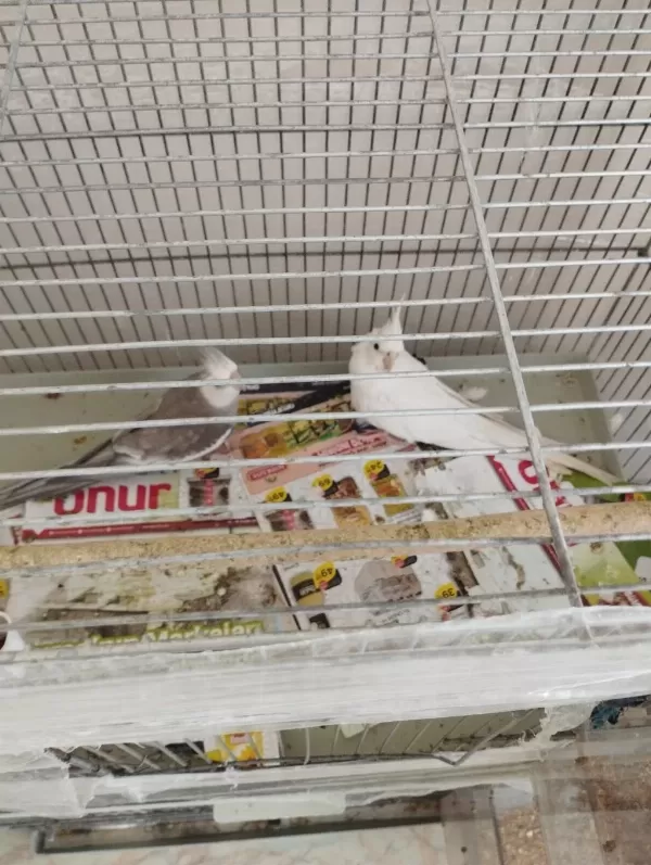 Albino Wf Takım Sultan Papağanı