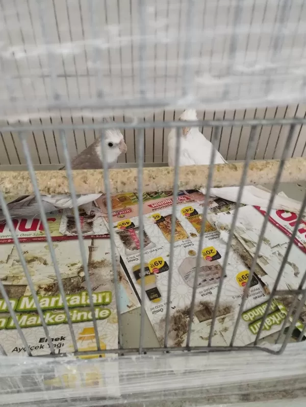 Albino Wf Takım Sultan Papağanı