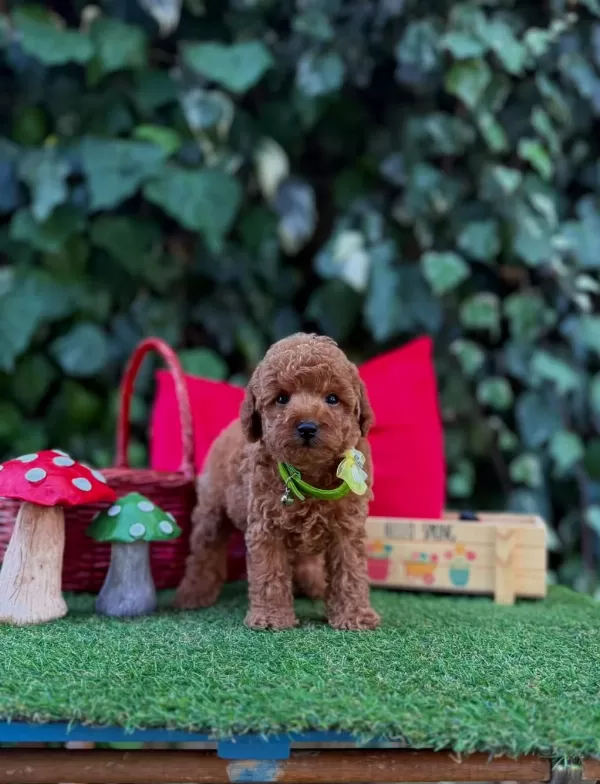 Safkan Toy Poodle Yavrularımız