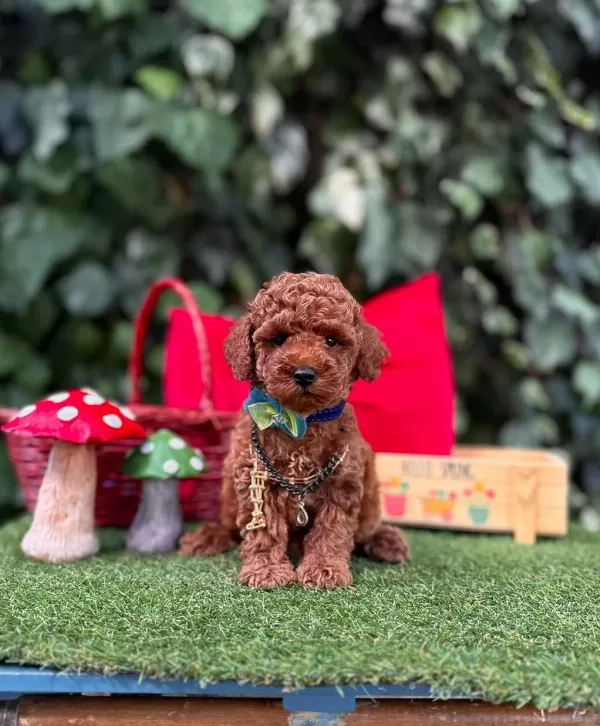 Safkan Toy Poodle Yavrularımız