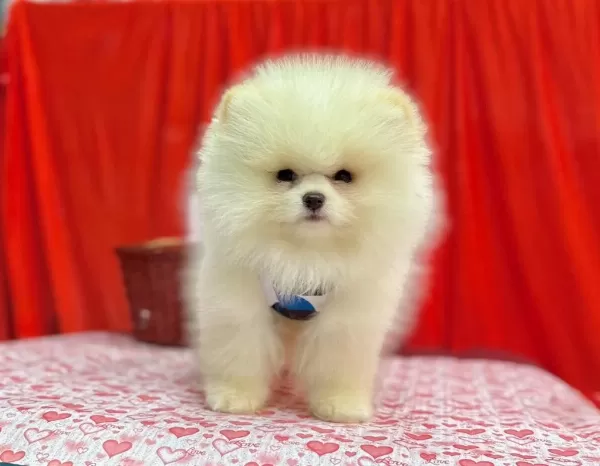 Safkan Pomeranian Boo Yavrularımız
