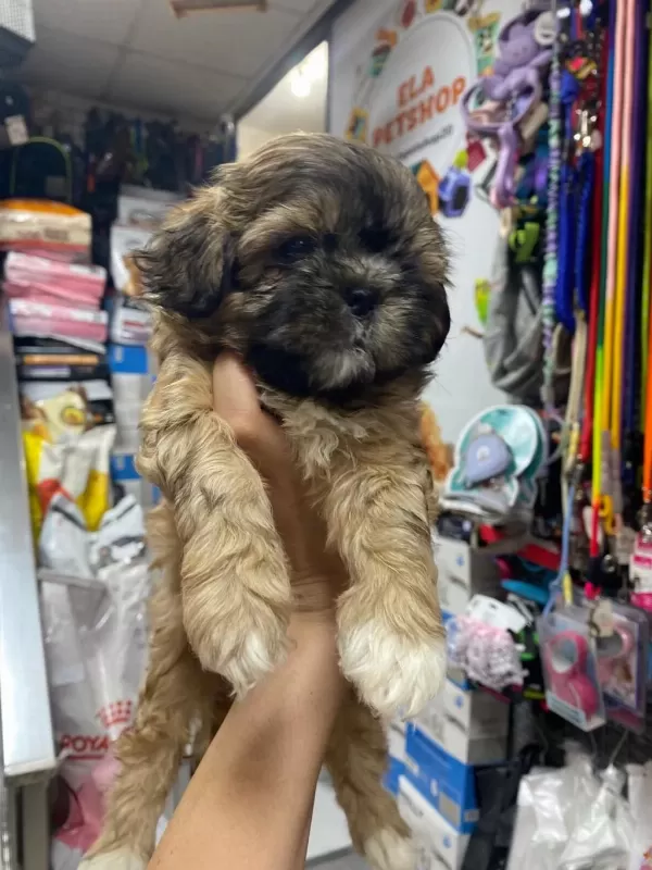 Shih Tzu Yavrularımız Ömürlük Yuvalarına Hazır