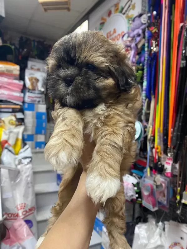 Shih Tzu Yavrularımız Ömürlük Yuvalarına Hazır