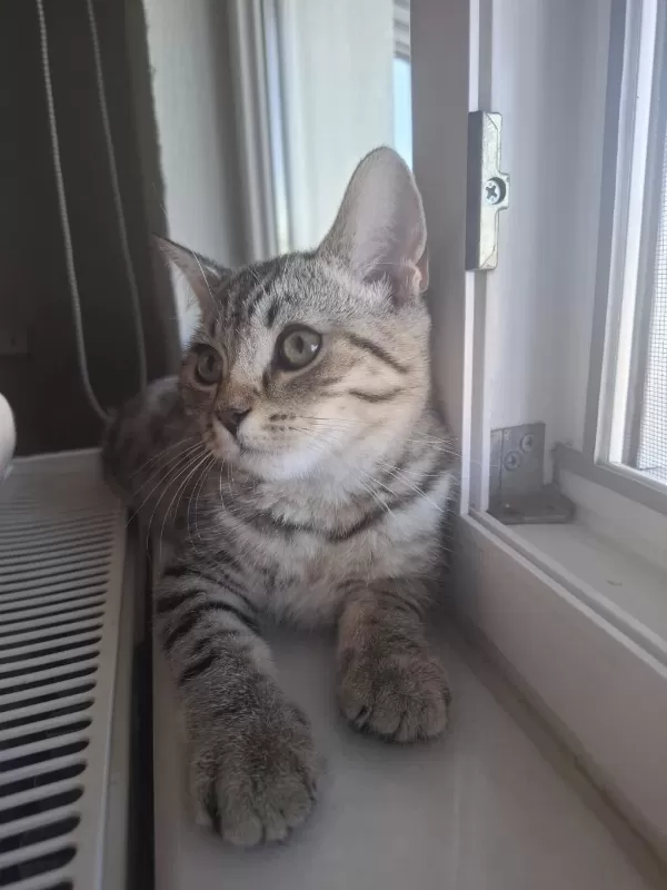 British Shorthair Melezi Kedimiz