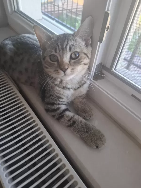 British Shorthair Melezi Kedimiz