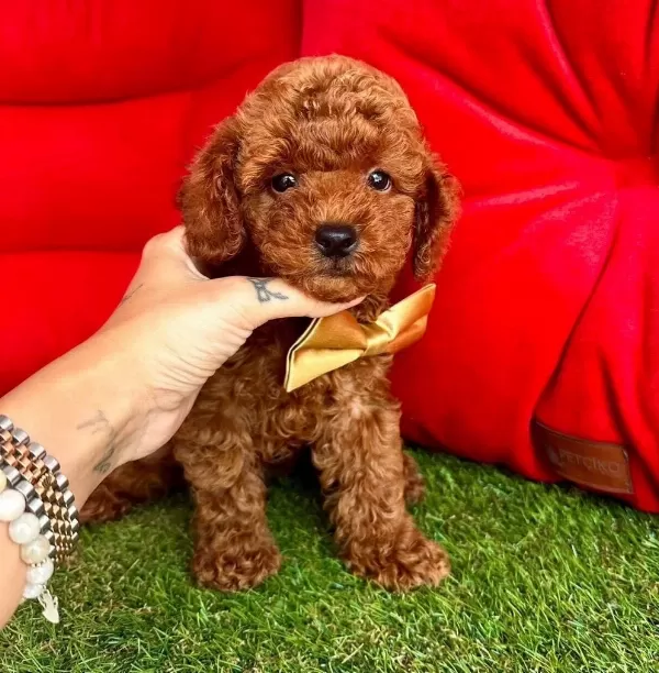Safkan Toy Poodle Bebekler