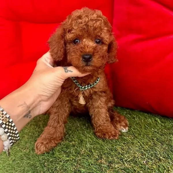 Safkan Toy Poodle Bebekler