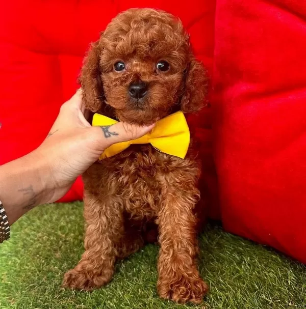Safkan Toy Poodle Bebekler