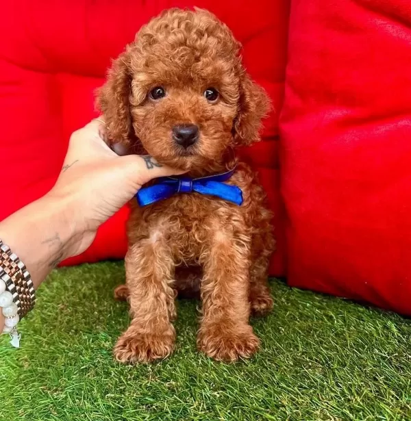 Safkan Toy Poodle Bebekler